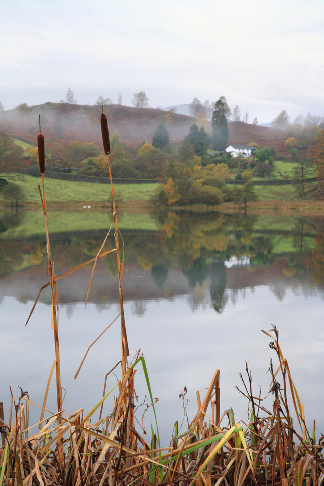 Loughrigg bulrushes